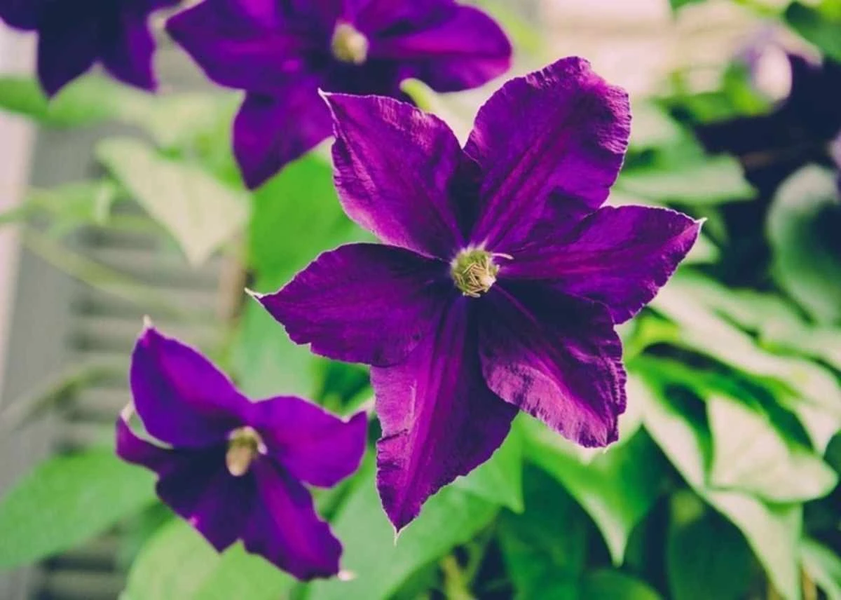 Clematis: il segreto per pareti fiorite che attirano farfalle