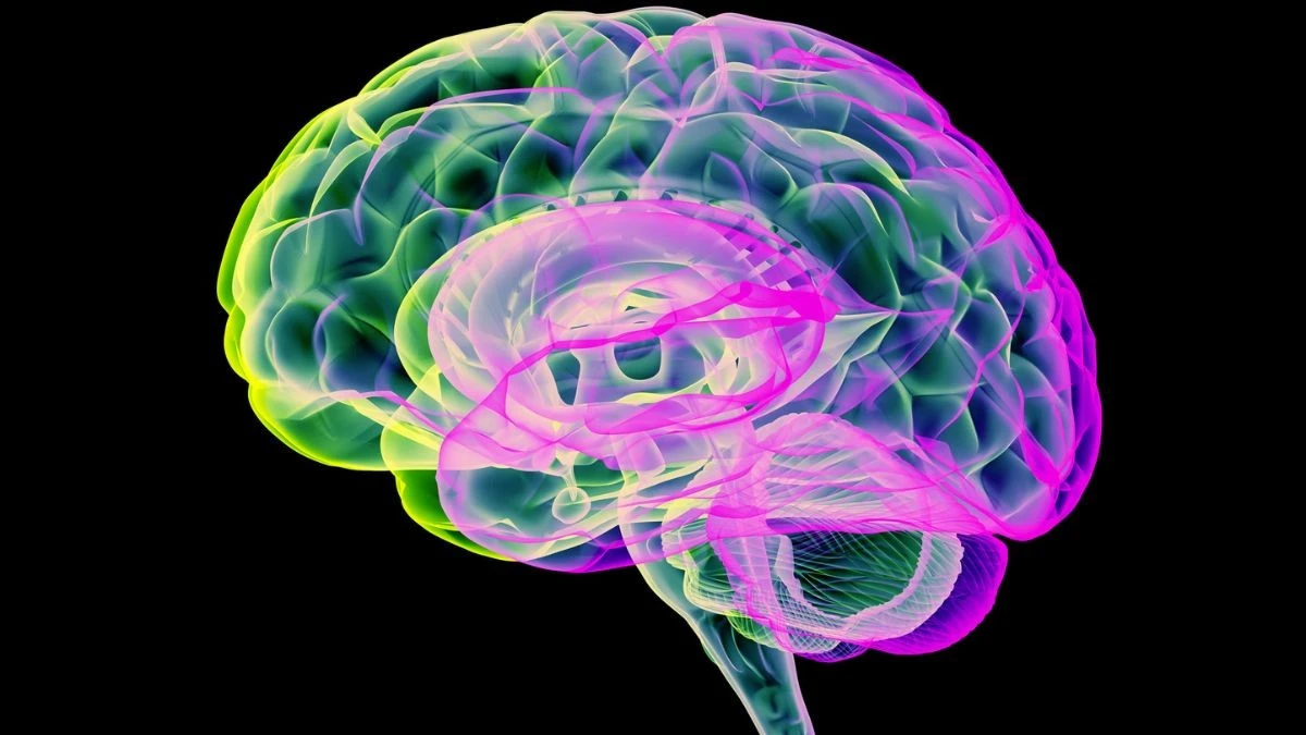 CO2: La Respirazione che Pulisce il Cervello dai Tossici (Nuovo Studio)
