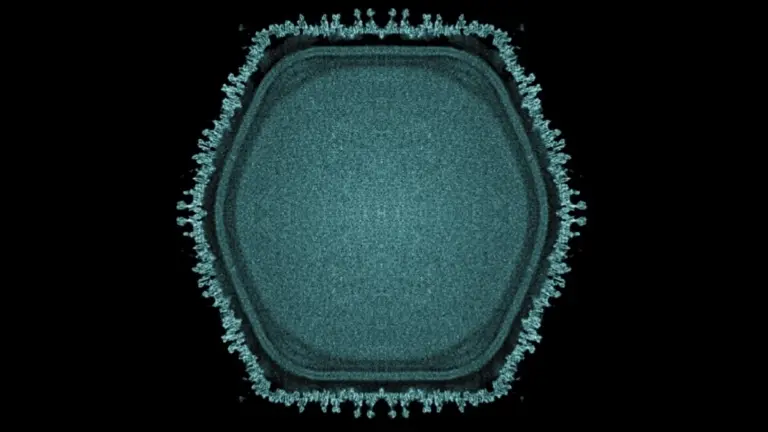 Il Gigante Silenzioso che Rimette in Discussione la Vita: Virus Enorme Trovato in un Laghetto Giapponese Offre Indizi sulle Origini Multicellulari