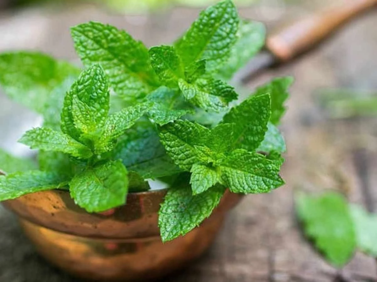 La menta in estate: 3 segreti per mantenerla sempre fresca e profumatissima