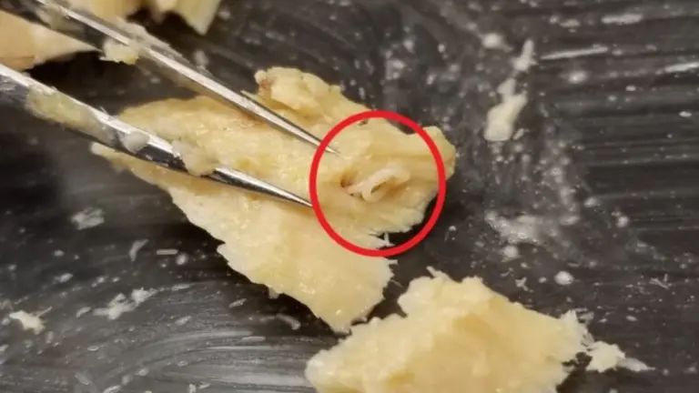 Lattine di salmone scadute: la sorpresa che rivela la salute degli oceani