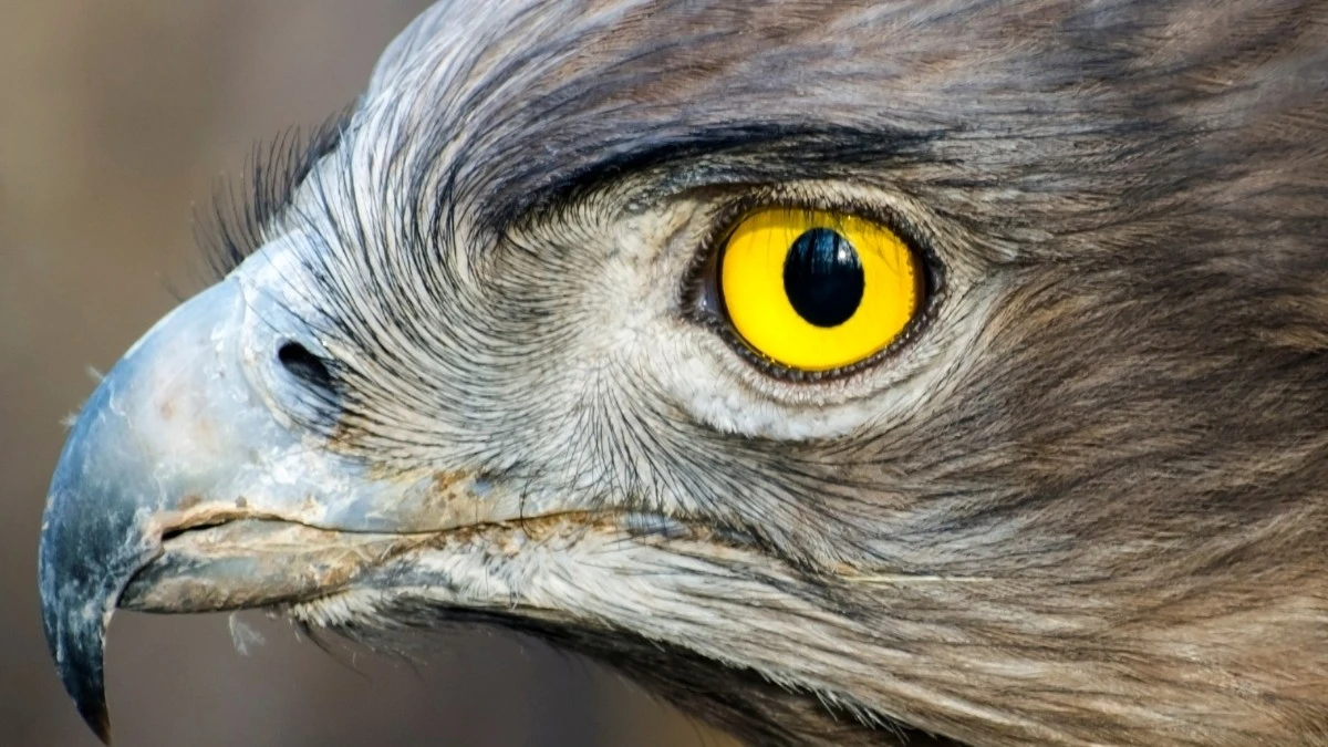 L'enigma dell'occhio d'uccello: la struttura segreta che sacrifica l'ossigeno