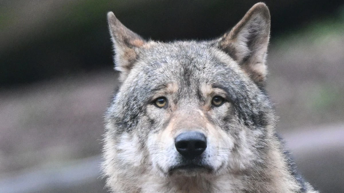 Wolf "GW2672m": team segreto nei guai, stop alleati politici