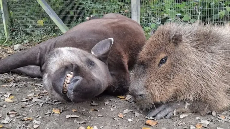 Addio a Johnson e Al: la toccante storia di un Capibara e un Tapiro scomparsi lo stesso giorno