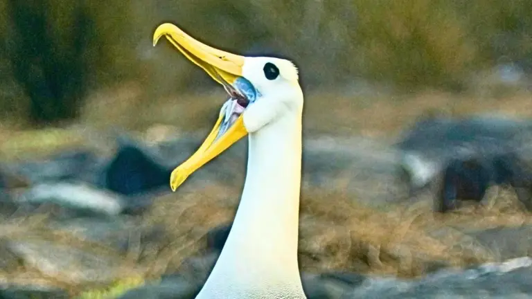 Albatro delle Galapagos avvistato in California: un viaggio misterioso di 8.000 km