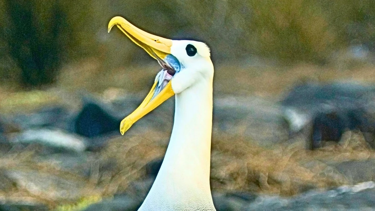 Albatro delle Galapagos avvistato in California: un viaggio misterioso di 8.000 km