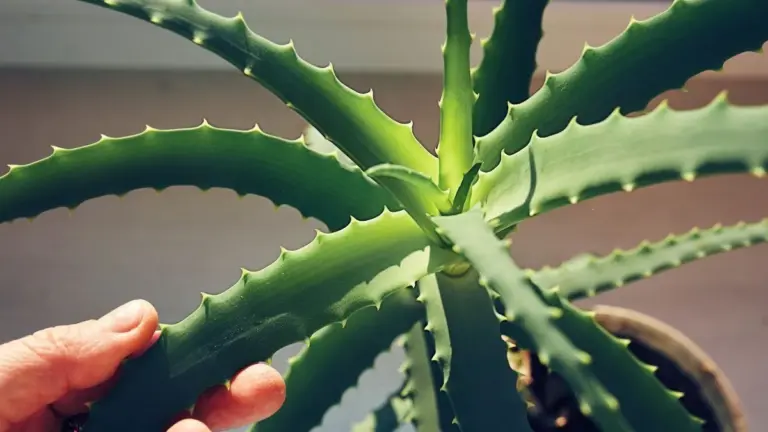 Aloe Vera: un composto promette speranza contro l'Alzheimer