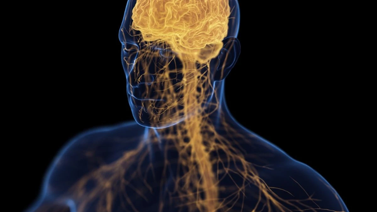 Asse Osso-Cervello: come depressione e osteoporosi sono collegate