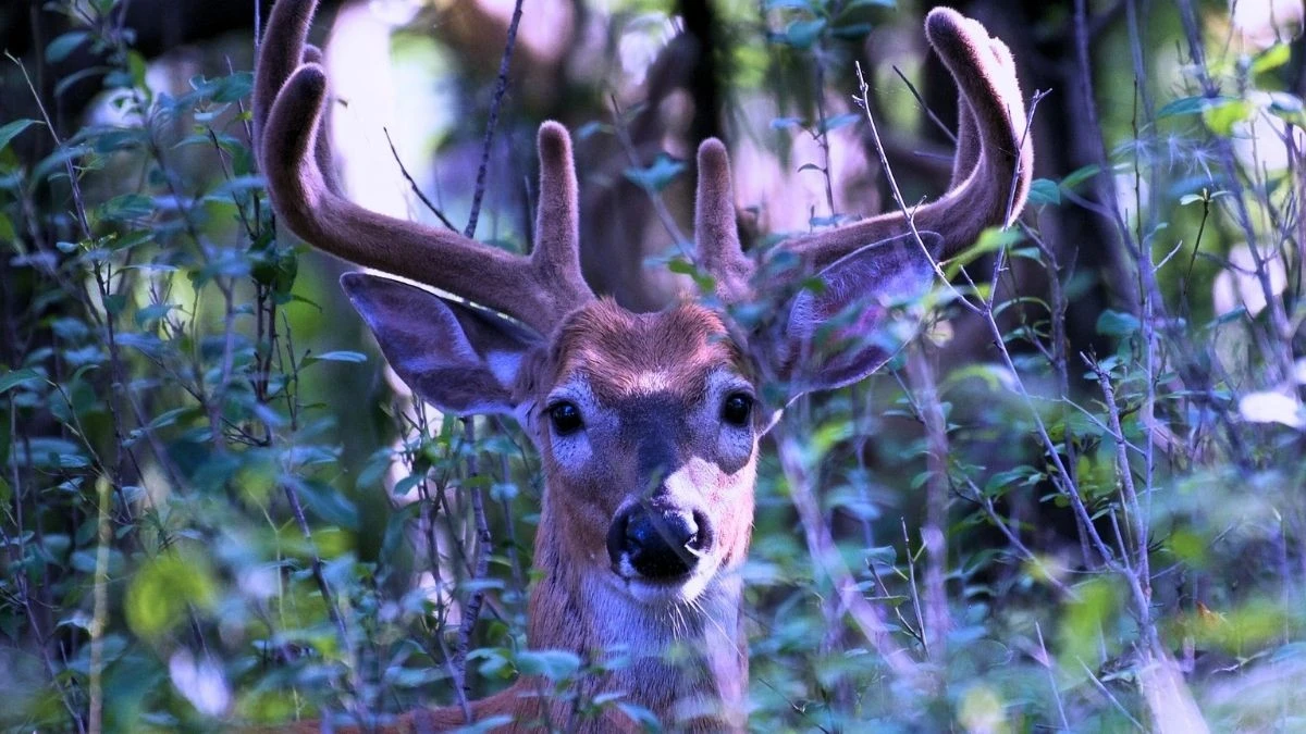 Cervi e segnali UV: scopri il loro linguaggio segreto nella foresta