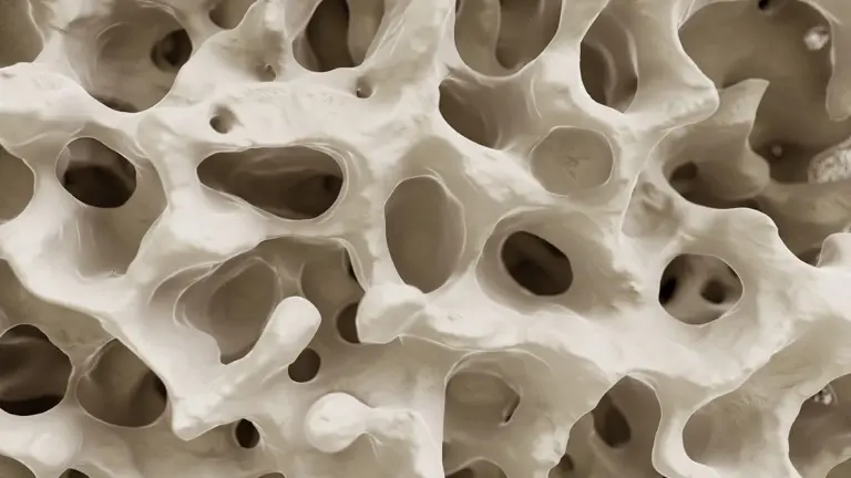 Esercizio Fisico e Osteoporosi: Una Proteina Segreta Potenzia le Ossa