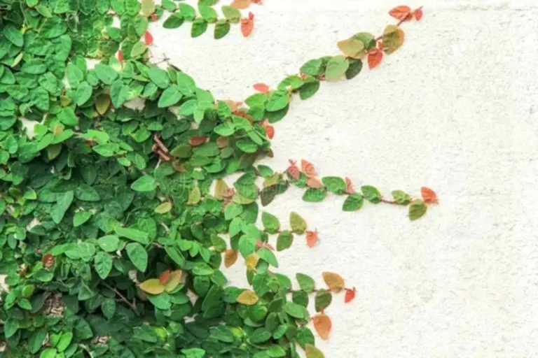 Ficus pumila: come potarla senza rovinare i muri (mai più crepe!)
