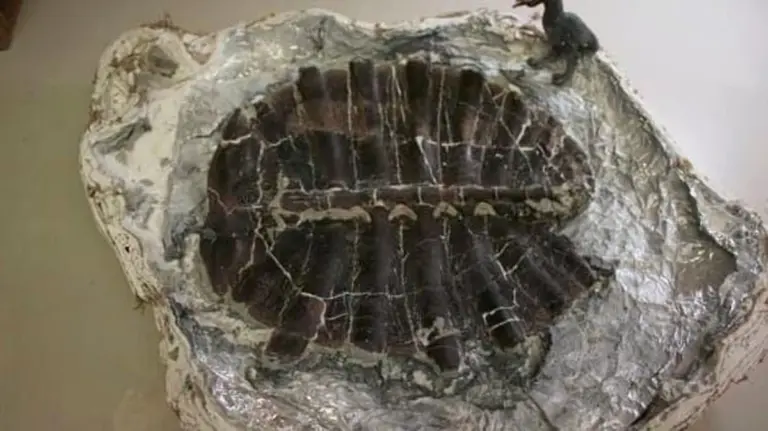 Giovane esploratore trova tesoro: tartaruga fossile di 48 milioni di anni