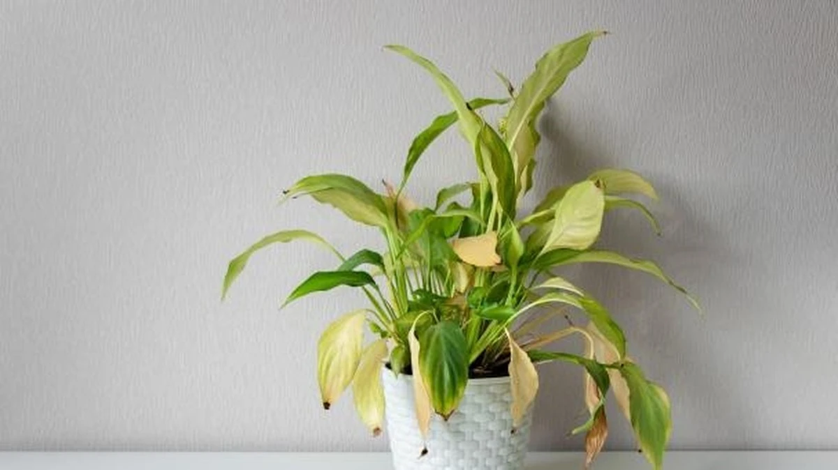 Hojas lacias y flores que se caen: cómo detectar el estrés por calor en las plantas y qué hacer