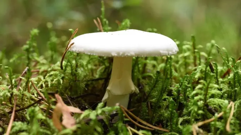 I funghi velenosi della California cambiano "ricetta" per diventare ancora più letali