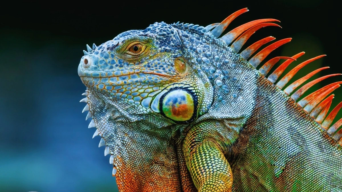 Iguane cadono dagli alberi in Florida: il freddo record congela i rettili