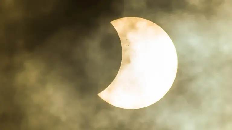 Il bosco reagisce all'eclissi? Nuova teoria svela la vera causa dei segnali elettrici degli alberi