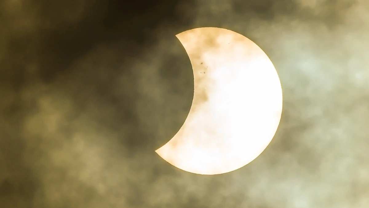 Il bosco reagisce all'eclissi? Nuova teoria svela la vera causa dei segnali elettrici degli alberi
