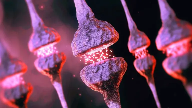 Il cervello ha un sistema di "pulizia" che si inceppa con l'età: ecco perché
