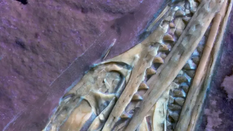 Il dinosauro volante con i denti carnosi: una scoperta che riscrive la storia