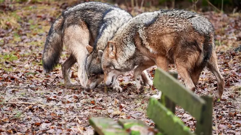 Il Fattore Nascosto che Spinge i Lupi ad Avvicinarsi all'Uomo
