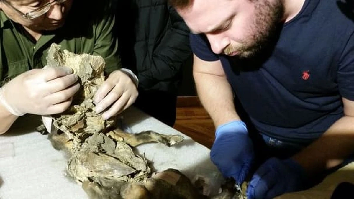 Il mistero del rinoceronte lanoso: la vera causa della sua scomparsa svelata da un tesoro nel permafrost