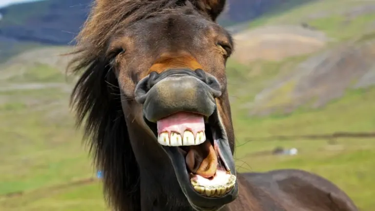 Il segreto del nitrito del cavallo: un duetto vocale inaspettato