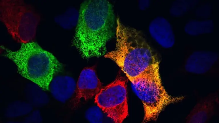 Invecchiamento: Scoperte Chiave nel Processo Cellulare che Cambia la Vita degli Animali