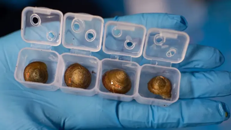 La lumaca "estinta" è sopravvissuta dietro una gelateria e ora è salva: la incredibile storia di rinascita