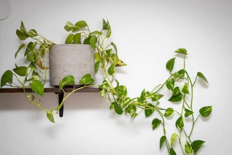La tua pianta di Pothos si trasformerà: la scelta segreta per foglie enormi