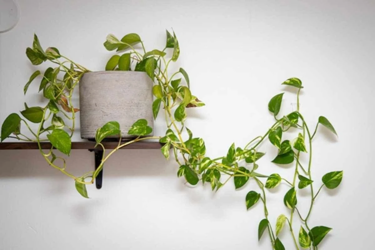 La tua pianta di Pothos si trasformerà: la scelta segreta per foglie enormi