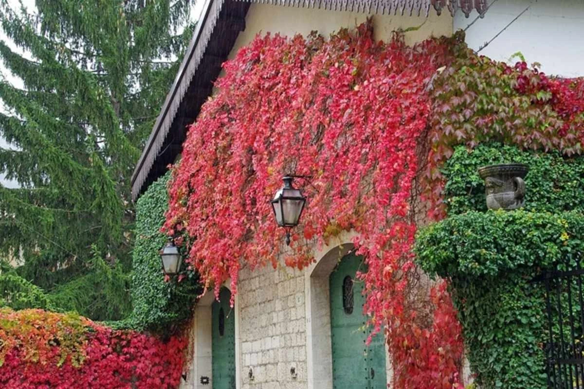 L'autunno in giardino: 3 rampicanti che esplodono di rossi e ori
