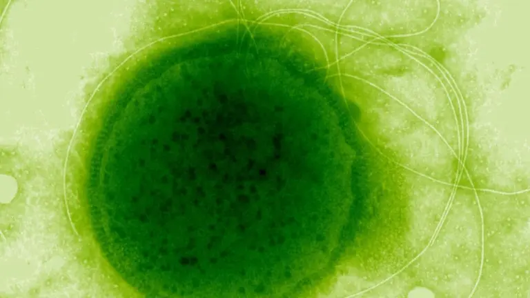 L'organismo più resistente alle radiazioni vive dove meno te lo aspetti