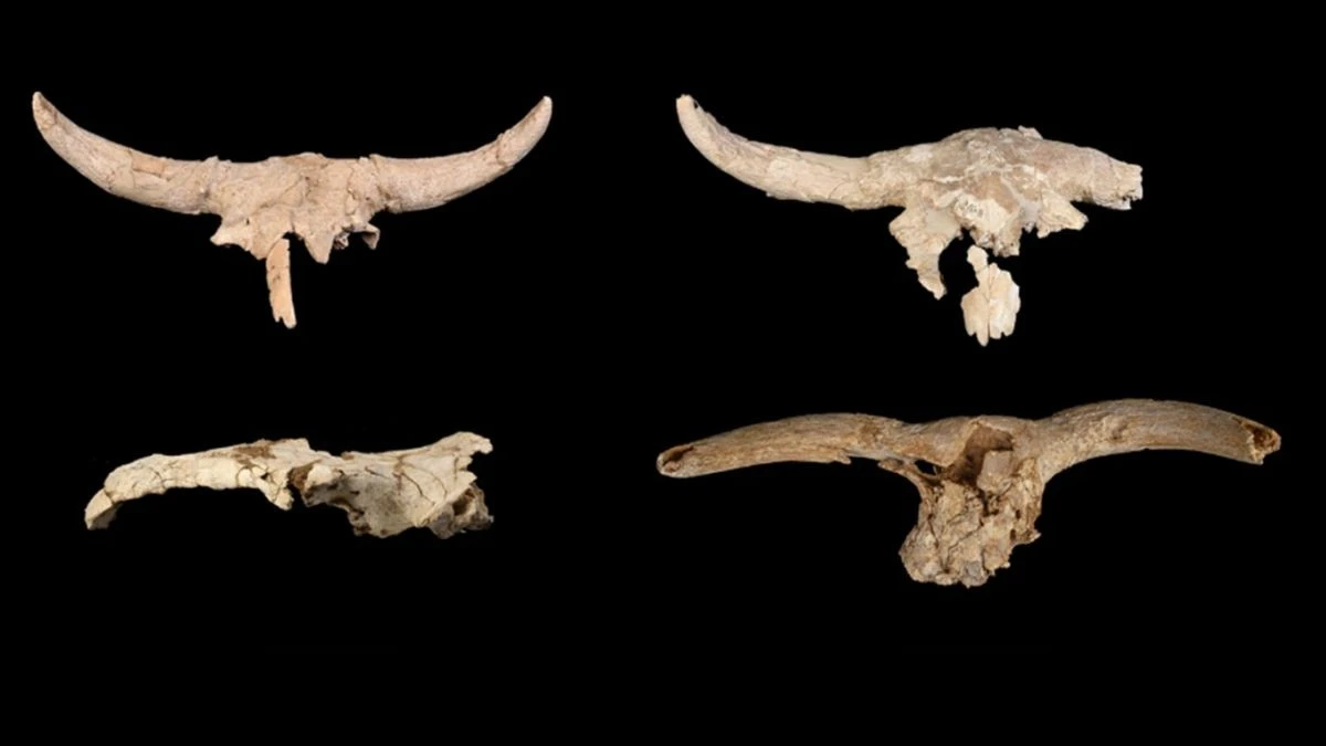 Neanderthal nelle grotte: il mistero dei teschi di animali collezionati