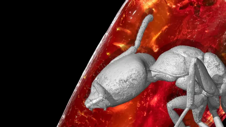 Nel fossile di Goethe, una formica di 40 milioni di anni rivela segreti perduti