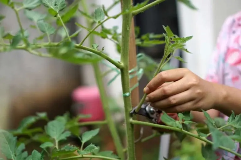 Potatura in Argentina: quando e come intervenire per un giardino rigoglioso