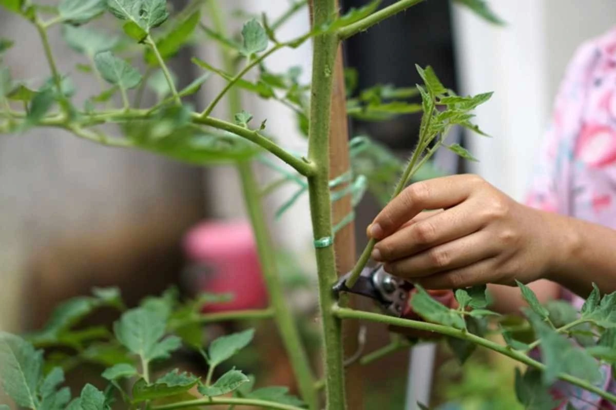 Potatura in Argentina: quando e come intervenire per un giardino rigoglioso