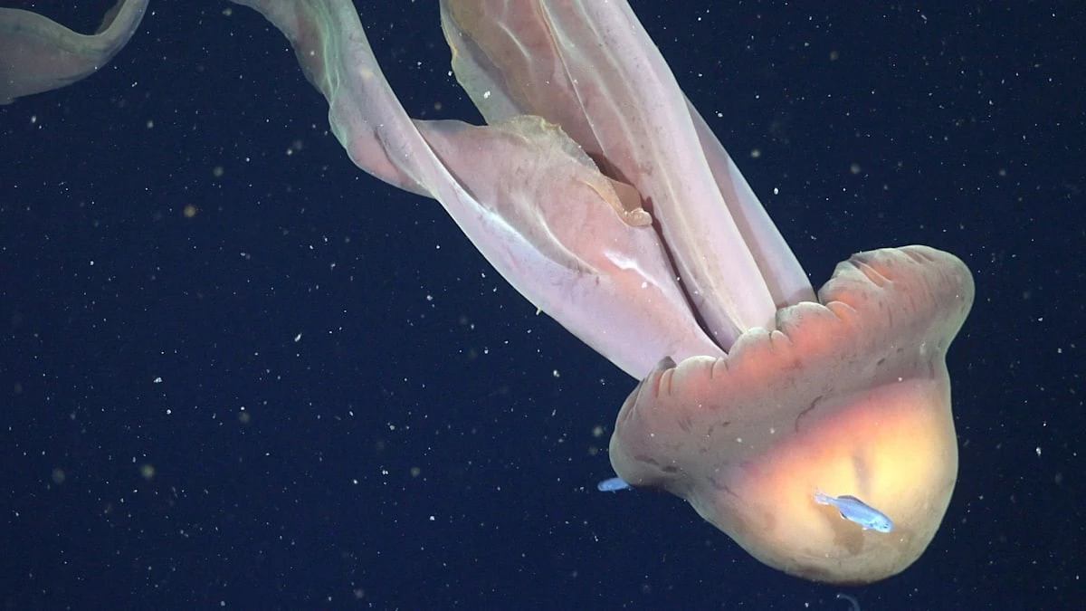 Quella che sembra una nave fantasma: filmata nel profondo dell'oceano una medusa gigante
