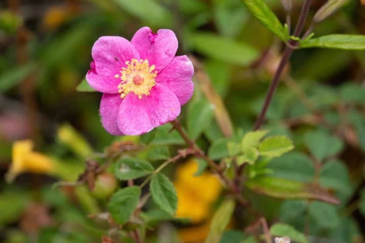 Rosa californiana: il segreto profumato per un giardino da sogno in ogni stagione