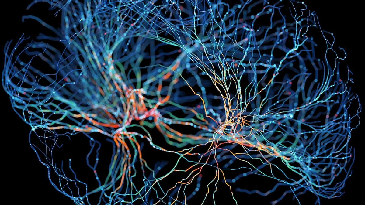 Stimolazione cerebrale mirata aumenta il comportamento altruista negli esperimenti
