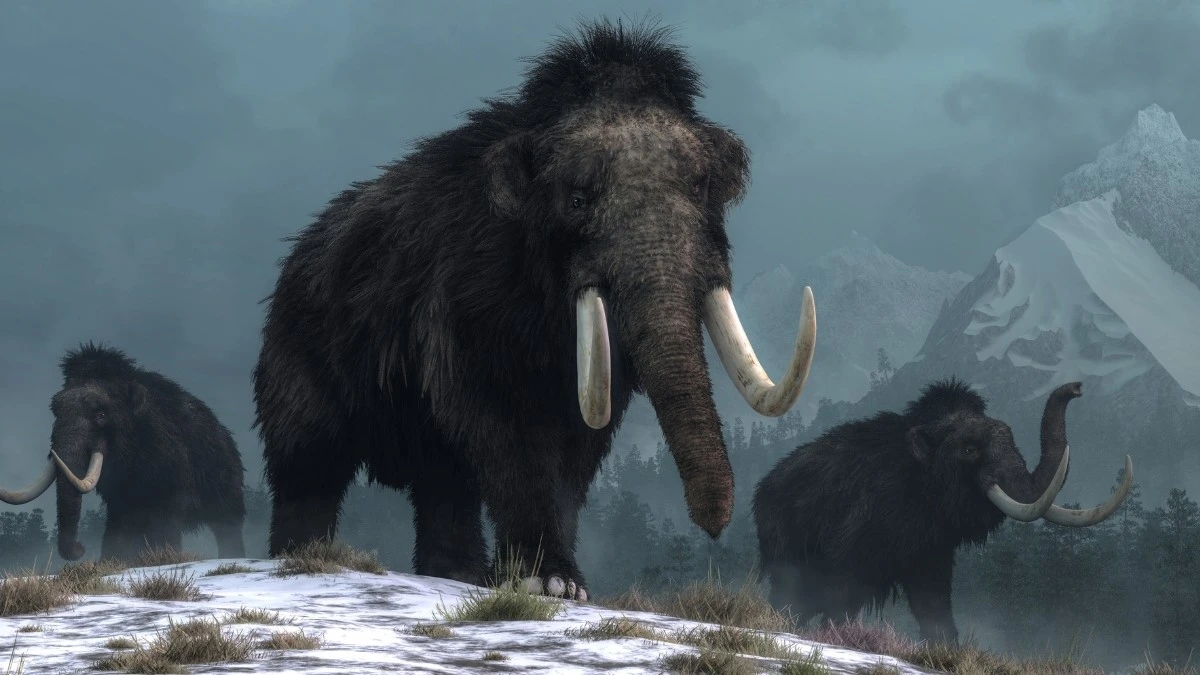 Strumenti d'avorio di mammut scoperti in Alaska riscrivono la preistoria americana