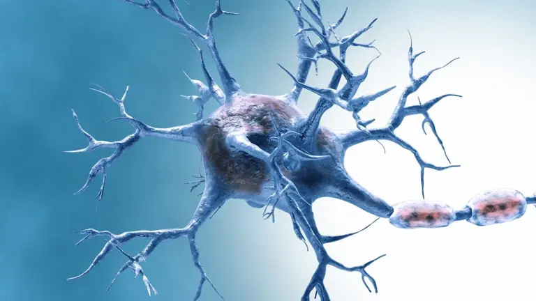 Una Proteina Sconosciuta Ringiovanisce il Cervello in Laboratorio: La Scienza Rivela il Segreto