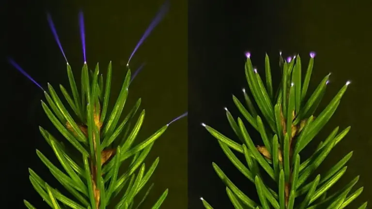 Alberi e Temporali: La Luce Fantasma Che Sorprende la Scienza