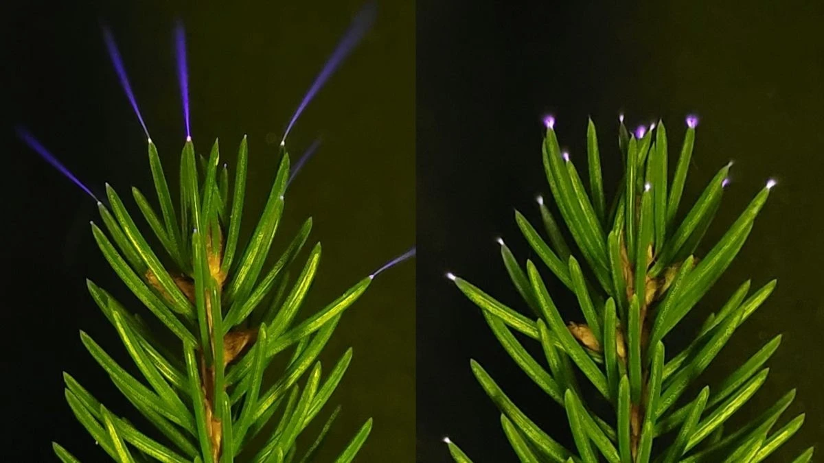 Alberi e Temporali: La Luce Fantasma Che Sorprende la Scienza