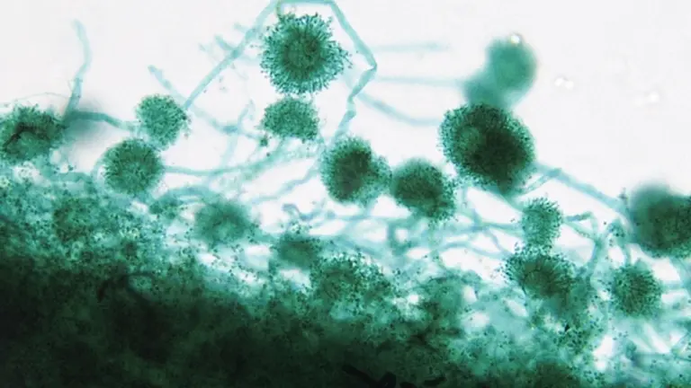 Aspergillus: Il Fungo Comune che Ha Causato Morti in Ospedale e Come Proteggersi