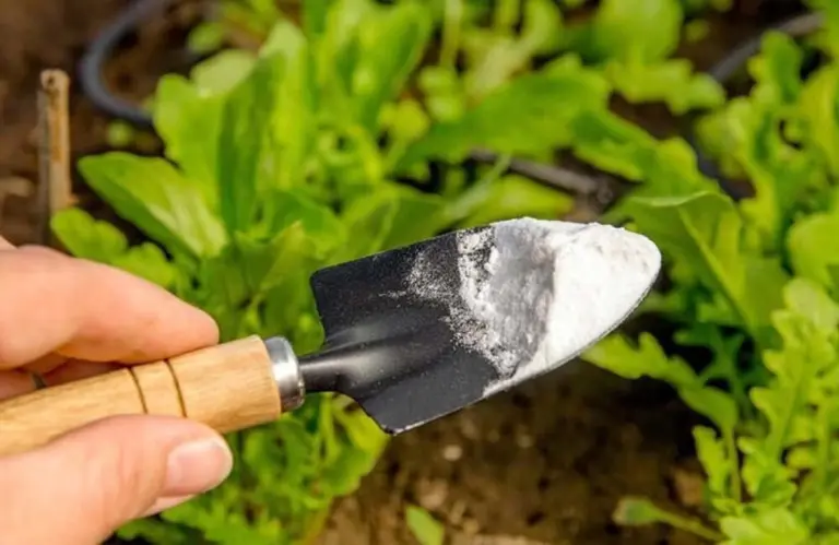 Bicarbonato nel prato: il trucco per un prato più verde che nessuno ti dice