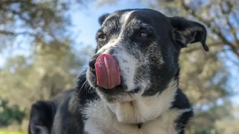 I batteri nell'intestino del tuo cane potrebbero predire la sua prognosi tumorale