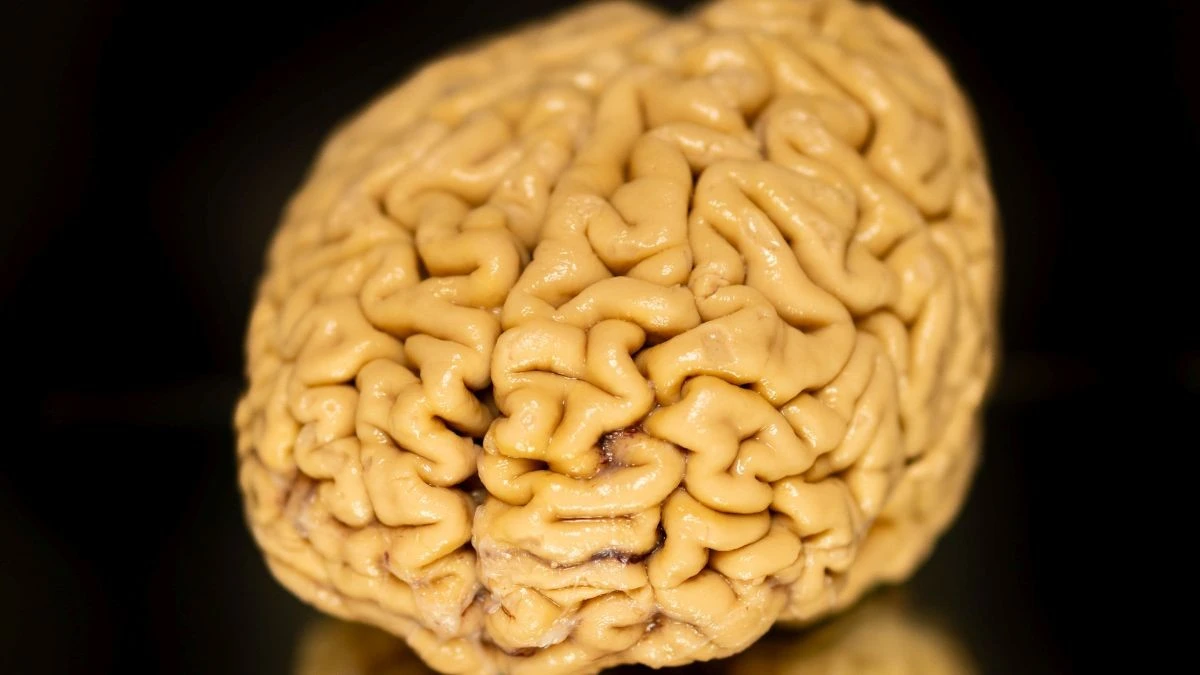Il segreto degli "ultra-agers": nuove cellule cerebrali, la vera fonte di una memoria di ferro